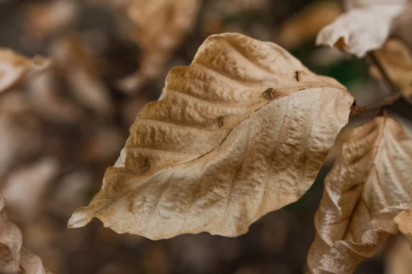 Altın renkli kuru forrest içinde İspanya, Montseny dağlarda üzerinde parlak güneşli sonbahar yaprakları