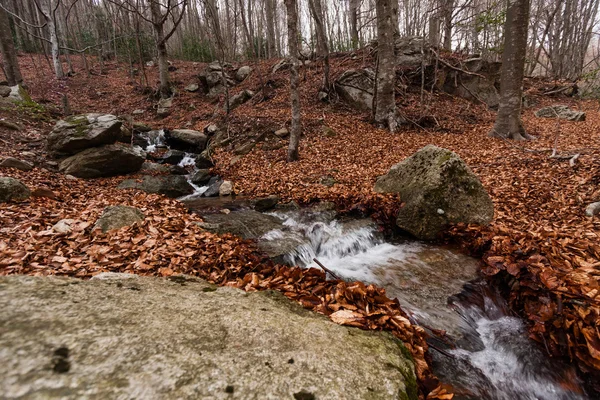 Dağ dere Monsenny Milli Parkı, Catalonia, İspanya — Stok fotoğraf