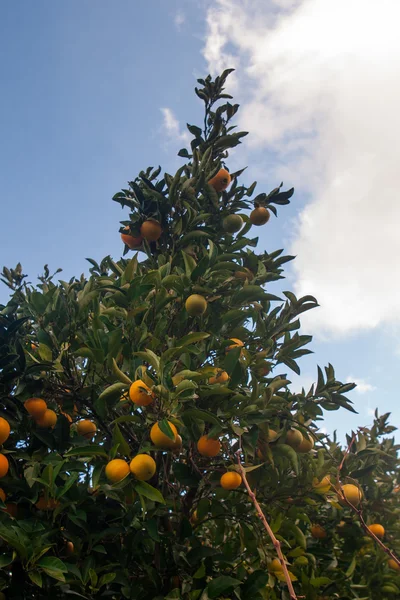 Лимонное дерево против голубого неба — стоковое фото