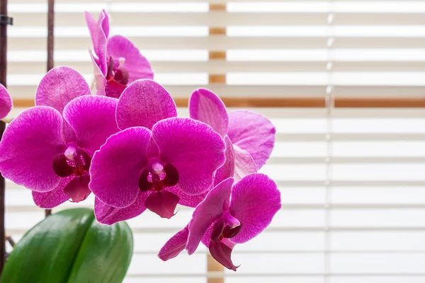 Orchideenblume im Büro lizenzfreie Stockbilder