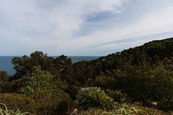 Der steile Hang mit Tannenwald entlang der Mittelmeerküste — Stockfoto