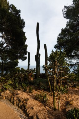 Cylindropuntia kaktüs ve Saguaro bitkiler.