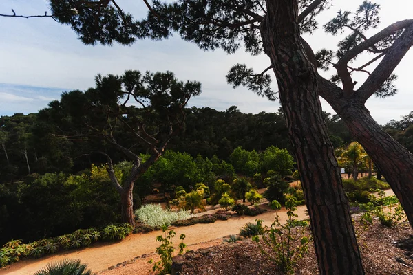 El sendero peatonal en pendiente empinada con bosque de abeto a lo largo de la orilla mediterránea — Foto de Stock