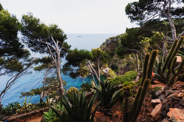 La pendiente empinada con el bosque de abeto a lo largo de la orilla mediterránea — Foto de Stock