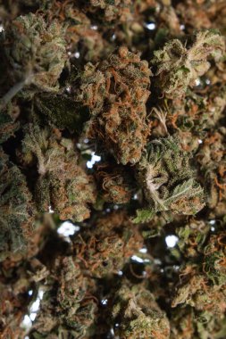 Kuru esrar esrar tomurcukları