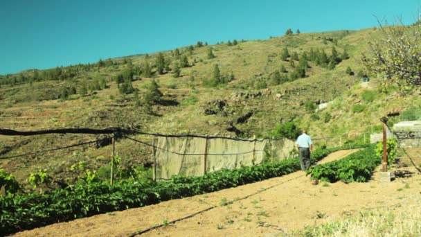 Un agriculteur inspecte un champ de pommes de terre sur une colline — Video