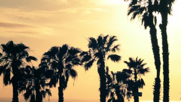 Palm trees on sun backlighting — Stock Video