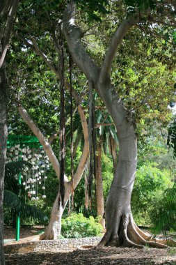 tropikal Park Avustralya ağaç