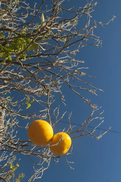 Лимон на лимоне — стоковое фото