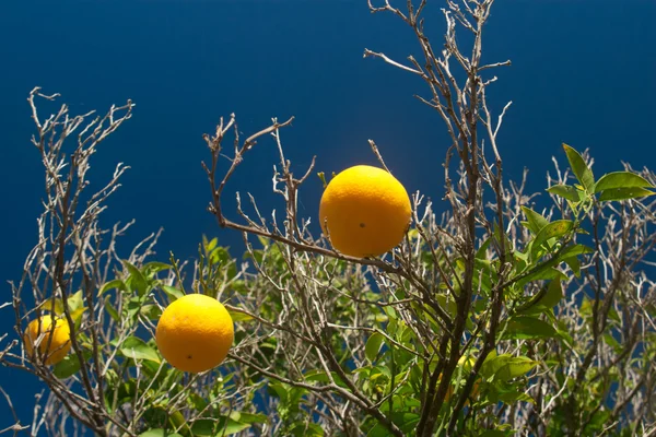 Лимоны на лимонном дереве — стоковое фото