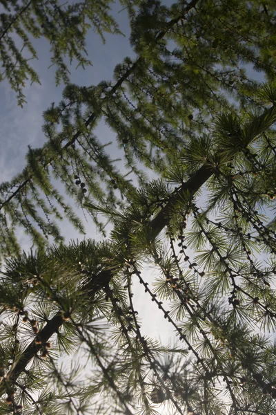 Bunches of pine tree against blue sky — Stock Photo, Image