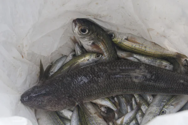 fish caught in the basket
