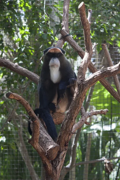 Gibbon over the stump — Stock Photo, Image