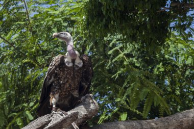 güdük üzerinde oturan akbaba