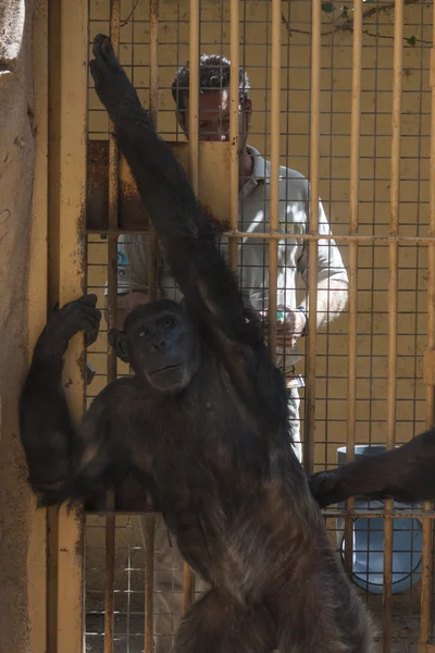 Doctor examines a chimpanzee — Stock Photo, Image