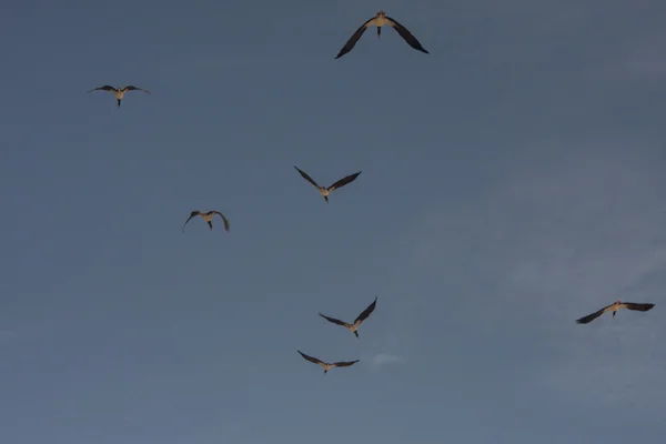 Стадо больших птиц аистов в небе — стоковое фото