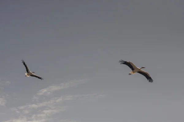 Flock of large birds storks in the sky — Stock Photo, Image