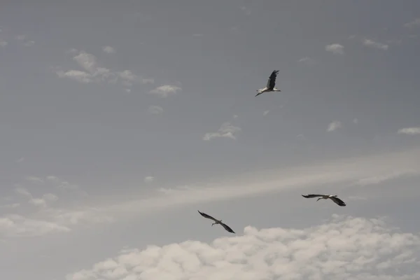 Стадо больших птиц аистов в небе — стоковое фото