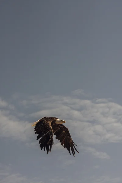 Американский орёл — стоковое фото