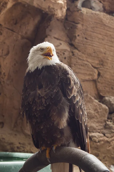 Aigle d'Amérique à queue blanche — Photo