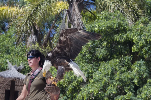 Adult vulture sitting on zoo workers hand — Stock Photo, Image