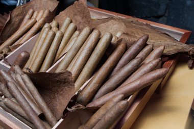 hand made cigars parejos on wooden table clipart