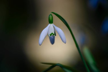 İngiltere - Mart 2021