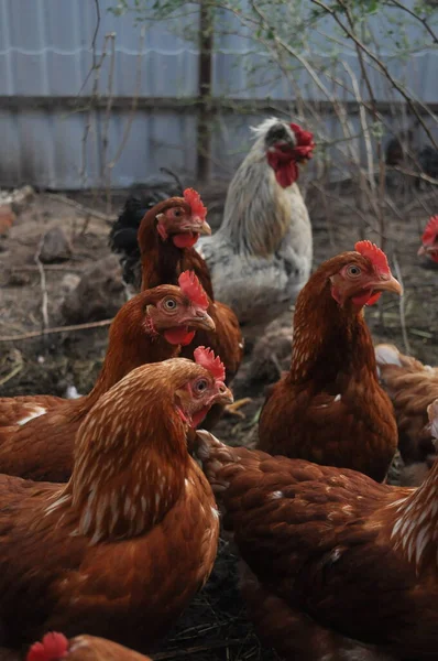 Hühner Hühnerstall Auf Der Straße — Stockfoto