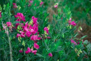 Fuchsia çiçekleri parlak çimenler