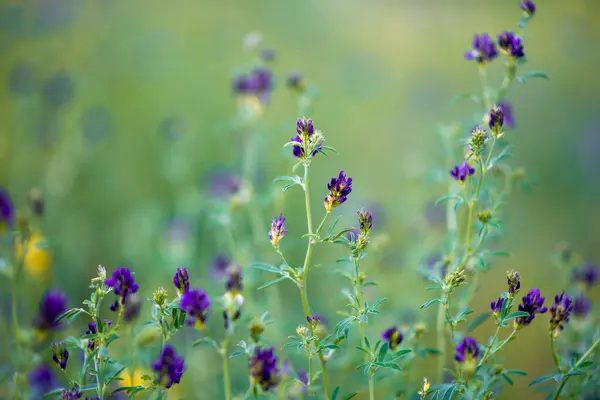 Flowers Field Bloom Summer — Stock Photo, Image