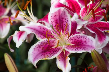 pembe lily çiçek