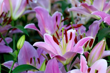 Pembe lily çiçek pistil ve bileşiminde ercik.