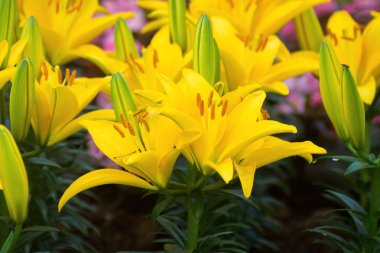 Sarı Zambak çiçeği