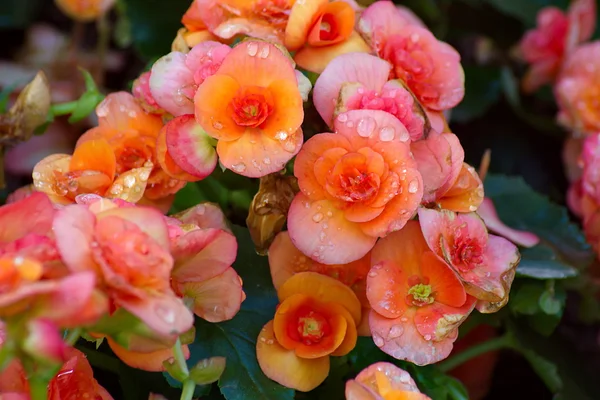 Orange begonia flower — Stock Photo, Image