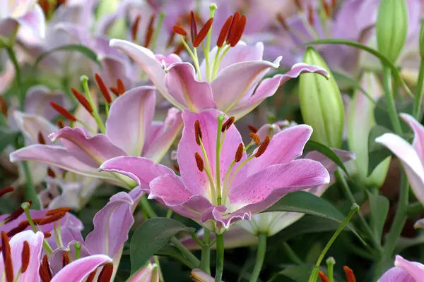 Pembe lily çiçek pistil ve bileşiminde ercik.