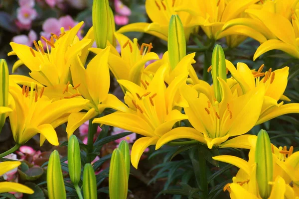 Sarı Zambak çiçeği