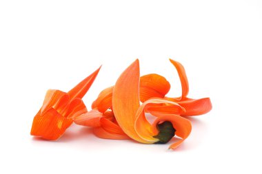 Beyaz arka plan üzerinde piç Teak çiçek.