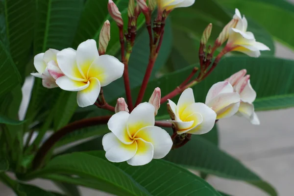 Witte Plumeria of Frangipani bloemen. bloesem van tropische boom — Stockfoto