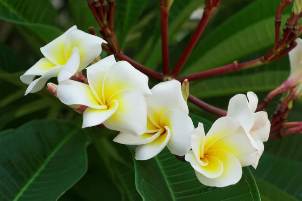 Vita Plumeria eller Frangipani blommor. blomma av tropiska träd — Stockfoto