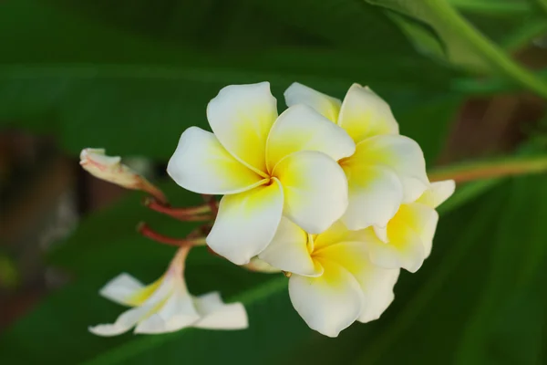 Białe kwiaty Plumeria lub Frangipani. kwiat drzewa tropikalne — Zdjęcie stockowe