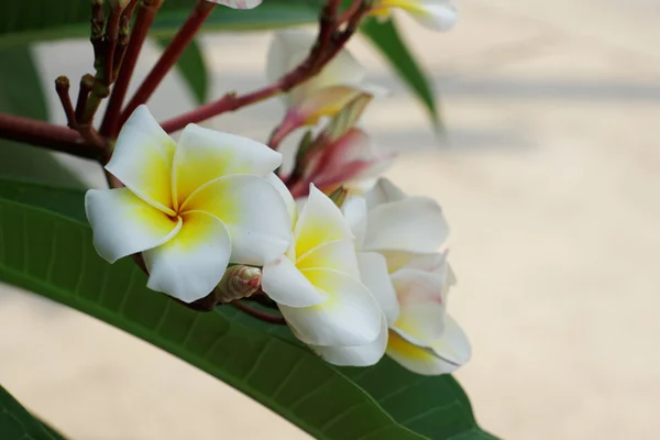 Vita Plumeria eller Frangipani blommor. blomma av tropiska träd — Stockfoto