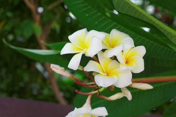 Білі сливи або квіти Франгіпані. цвітіння тропічного дерева — стокове фото