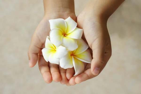 A gyerekek kezében Plumeria vagy Frangipani virág — Stock Fotó