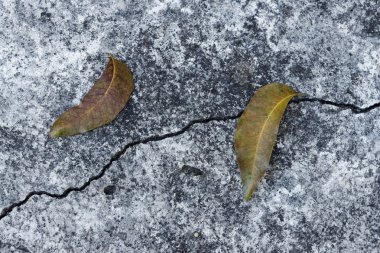Kuru yaprak çatlamak beton duvar doku. Beton backgrou çatlamak