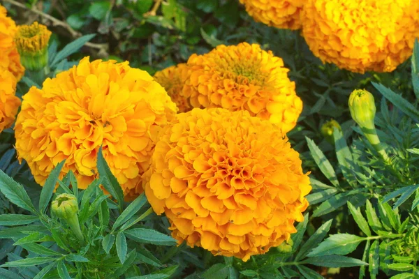Flor de caléndula amarilla en hoja verde . — Foto de Stock