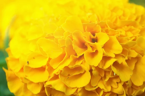 Pétalo de flor de caléndula amarilla, foto de cerca de flor de pétalos — Foto de Stock