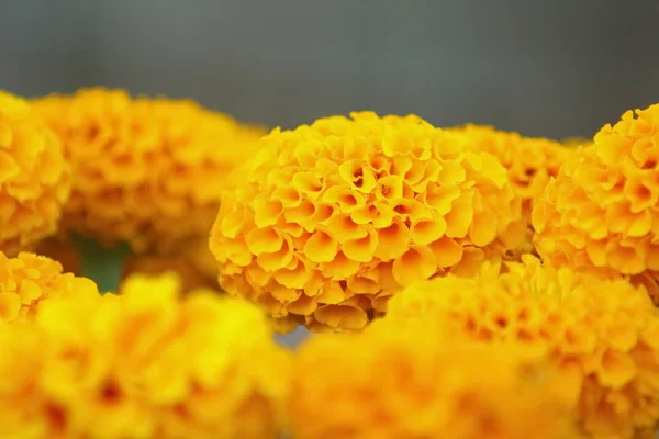 Flor de caléndula amarilla sobre fondo borroso — Foto de Stock