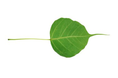 Bodhi yaprağına izole beyaz arka plan