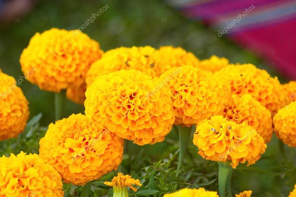 Yellow Marigold flower on green leaf. Stock Photo by ©ninelittle 115126576 Yellow Marigold flower on green leaf. Stock Photo by ©ninelittle 115126576