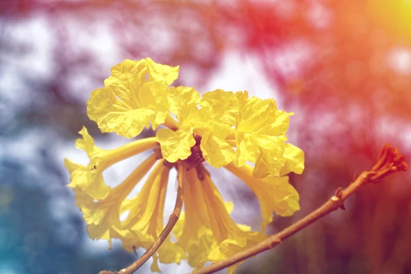 Flor de Chrysantha de Tabebuia amarilla en árbol de trompeta — Foto de Stock